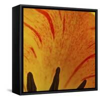 Detail of Tulip in Garden in Fuquay Varina, North Carolina-Melissa Southern-Framed Stretched Canvas