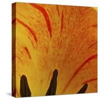 Detail of Tulip in Garden in Fuquay Varina, North Carolina-Melissa Southern-Stretched Canvas