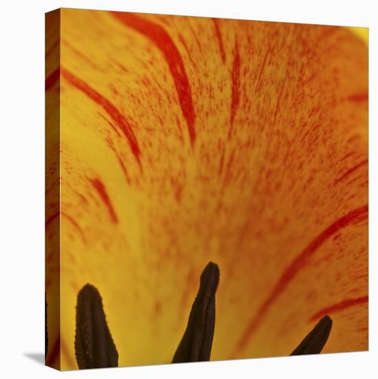 Detail of Tulip in Garden in Fuquay Varina, North Carolina-Melissa Southern-Stretched Canvas