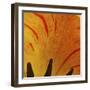 Detail of Tulip in Garden in Fuquay Varina, North Carolina-Melissa Southern-Framed Photographic Print