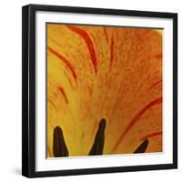 Detail of Tulip in Garden in Fuquay Varina, North Carolina-Melissa Southern-Framed Photographic Print