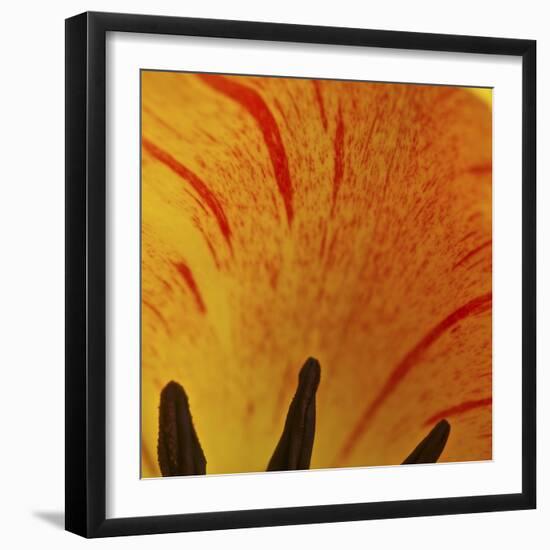 Detail of Tulip in Garden in Fuquay Varina, North Carolina-Melissa Southern-Framed Photographic Print