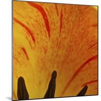 Detail of Tulip in Garden in Fuquay Varina, North Carolina-Melissa Southern-Mounted Photographic Print