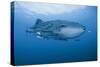 Detail of Whale Shark and Remoras, Cenderawasih Bay, Papua, Indonesia-Jaynes Gallery-Stretched Canvas