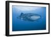 Detail of Whale Shark and Remoras, Cenderawasih Bay, Papua, Indonesia-Jaynes Gallery-Framed Photographic Print