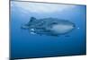 Detail of Whale Shark and Remoras, Cenderawasih Bay, Papua, Indonesia-Jaynes Gallery-Mounted Photographic Print