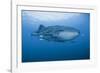 Detail of Whale Shark and Remoras, Cenderawasih Bay, Papua, Indonesia-Jaynes Gallery-Framed Photographic Print