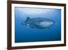 Detail of Whale Shark and Remoras, Cenderawasih Bay, Papua, Indonesia-Jaynes Gallery-Framed Photographic Print