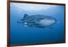 Detail of Whale Shark and Remoras, Cenderawasih Bay, Papua, Indonesia-Jaynes Gallery-Framed Photographic Print