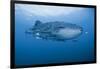 Detail of Whale Shark and Remoras, Cenderawasih Bay, Papua, Indonesia-Jaynes Gallery-Framed Photographic Print