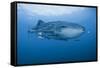 Detail of Whale Shark and Remoras, Cenderawasih Bay, Papua, Indonesia-Jaynes Gallery-Framed Stretched Canvas