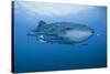 Detail of Whale Shark and Remoras, Cenderawasih Bay, Papua, Indonesia-Jaynes Gallery-Stretched Canvas