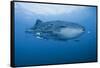 Detail of Whale Shark and Remoras, Cenderawasih Bay, Papua, Indonesia-Jaynes Gallery-Framed Stretched Canvas