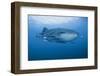 Detail of Whale Shark and Remoras, Cenderawasih Bay, Papua, Indonesia-Jaynes Gallery-Framed Photographic Print