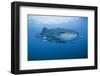 Detail of Whale Shark and Remoras, Cenderawasih Bay, Papua, Indonesia-Jaynes Gallery-Framed Photographic Print