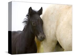 Detail of White Camargue Mother Horse and Black Colt, Provence Region, France-Jim Zuckerman-Stretched Canvas