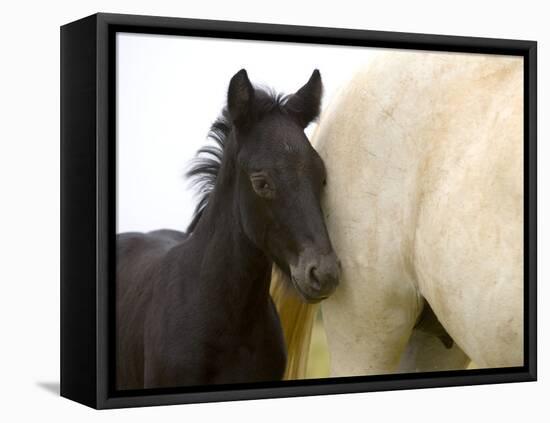 Detail of White Camargue Mother Horse and Black Colt, Provence Region, France-Jim Zuckerman-Framed Stretched Canvas