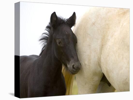 Detail of White Camargue Mother Horse and Black Colt, Provence Region, France-Jim Zuckerman-Stretched Canvas