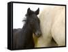 Detail of White Camargue Mother Horse and Black Colt, Provence Region, France-Jim Zuckerman-Framed Stretched Canvas