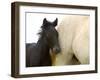 Detail of White Camargue Mother Horse and Black Colt, Provence Region, France-Jim Zuckerman-Framed Premium Photographic Print