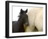 Detail of White Camargue Mother Horse and Black Colt, Provence Region, France-Jim Zuckerman-Framed Premium Photographic Print