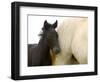 Detail of White Camargue Mother Horse and Black Colt, Provence Region, France-Jim Zuckerman-Framed Photographic Print