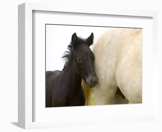 Detail of White Camargue Mother Horse and Black Colt, Provence Region, France-Jim Zuckerman-Framed Photographic Print