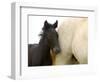 Detail of White Camargue Mother Horse and Black Colt, Provence Region, France-Jim Zuckerman-Framed Photographic Print