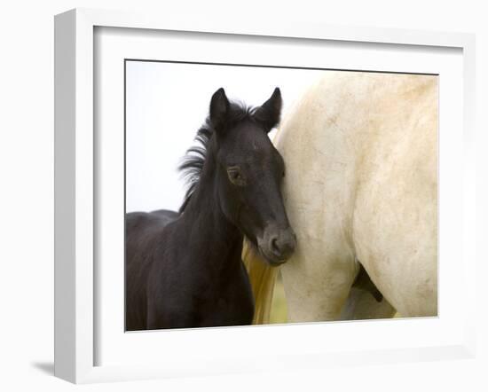 Detail of White Camargue Mother Horse and Black Colt, Provence Region, France-Jim Zuckerman-Framed Photographic Print