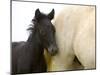 Detail of White Camargue Mother Horse and Black Colt, Provence Region, France-Jim Zuckerman-Mounted Photographic Print