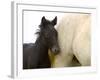 Detail of White Camargue Mother Horse and Black Colt, Provence Region, France-Jim Zuckerman-Framed Photographic Print