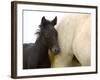 Detail of White Camargue Mother Horse and Black Colt, Provence Region, France-Jim Zuckerman-Framed Photographic Print