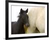 Detail of White Camargue Mother Horse and Black Colt, Provence Region, France-Jim Zuckerman-Framed Photographic Print