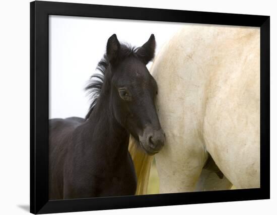 Detail of White Camargue Mother Horse and Black Colt, Provence Region, France-Jim Zuckerman-Framed Photographic Print