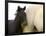 Detail of White Camargue Mother Horse and Black Colt, Provence Region, France-Jim Zuckerman-Framed Photographic Print