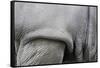 Detail, Skin & Shoulder of White Rhinoceros (Ceratotherium Simum)-Scott T. Smith-Framed Stretched Canvas