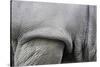 Detail, Skin & Shoulder of White Rhinoceros (Ceratotherium Simum)-Scott T. Smith-Stretched Canvas