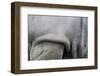 Detail, Skin & Shoulder of White Rhinoceros (Ceratotherium Simum)-Scott T. Smith-Framed Photographic Print