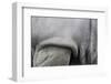 Detail, Skin & Shoulder of White Rhinoceros (Ceratotherium Simum)-Scott T. Smith-Framed Photographic Print