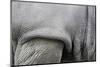 Detail, Skin & Shoulder of White Rhinoceros (Ceratotherium Simum)-Scott T. Smith-Mounted Photographic Print