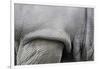 Detail, Skin & Shoulder of White Rhinoceros (Ceratotherium Simum)-Scott T. Smith-Framed Photographic Print