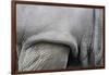 Detail, Skin & Shoulder of White Rhinoceros (Ceratotherium Simum)-Scott T. Smith-Framed Photographic Print