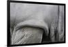 Detail, Skin & Shoulder of White Rhinoceros (Ceratotherium Simum)-Scott T. Smith-Framed Photographic Print