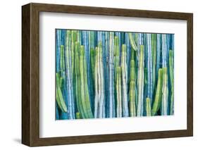 DETAIL VIEW OF THE CARDON CACTUS IN SUMMER WITH RICH BLUE GREEN AND TORQOUISE COLORS-ED Reardon-Framed Photographic Print