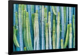 DETAIL VIEW OF THE CARDON CACTUS IN SUMMER WITH RICH BLUE GREEN AND TORQOUISE COLORS-ED Reardon-Framed Photographic Print