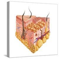 Detailed Cutaway Diagram of Human Skin-null-Stretched Canvas