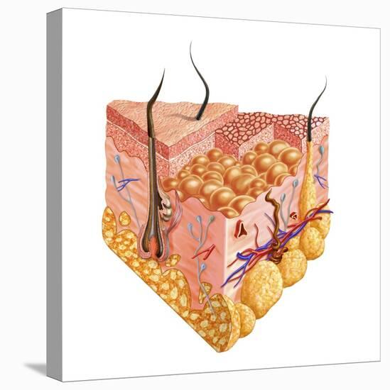 Detailed Cutaway Diagram of Human Skin-null-Stretched Canvas