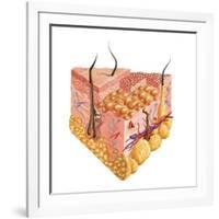 Detailed Cutaway Diagram of Human Skin-null-Framed Art Print