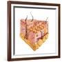 Detailed Cutaway Diagram of Human Skin-null-Framed Art Print