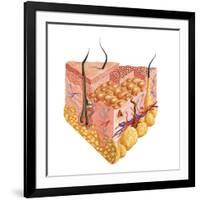 Detailed Cutaway Diagram of Human Skin-null-Framed Art Print